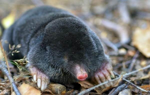 Этих краснокнижных животных украинцы часто путают с кротами и убивают: фото зверьков